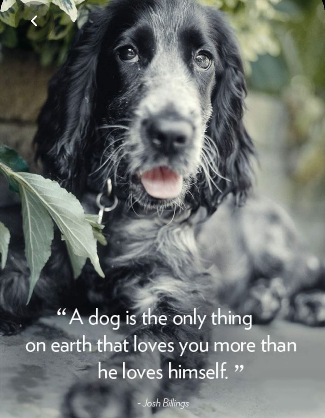 Dog Quote